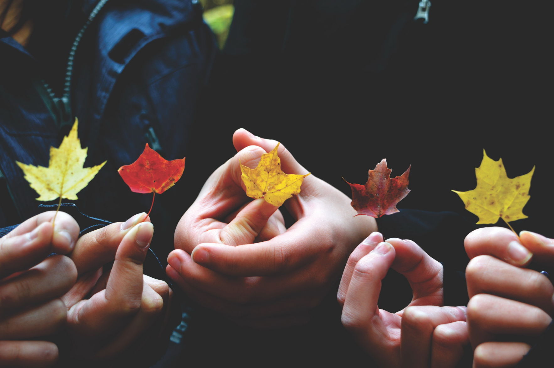 Fall leaves